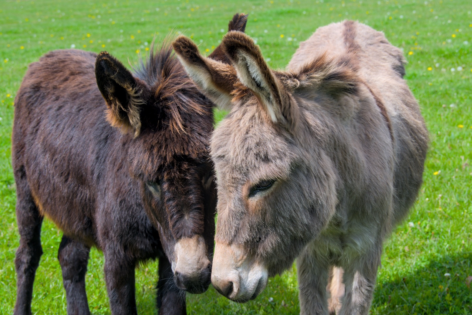 Donkeys
