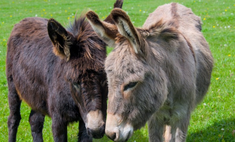 Donkeys