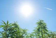 FAA Reviews Cannabis Fitness Standards for Pilots, Controllers