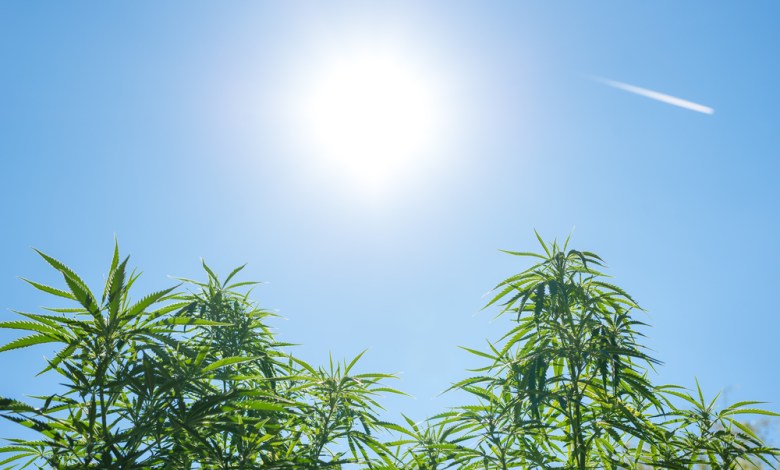 FAA Reviews Cannabis Fitness Standards for Pilots, Controllers